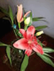 Eterna Primavera (Eternal Spring)