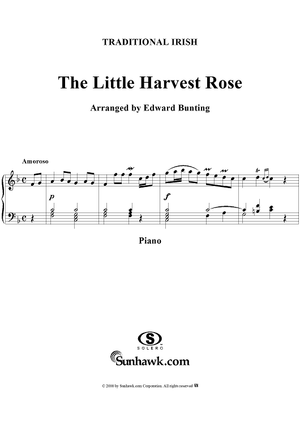Little Harvest Rose