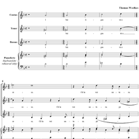 I Bei Ligustri e Rose